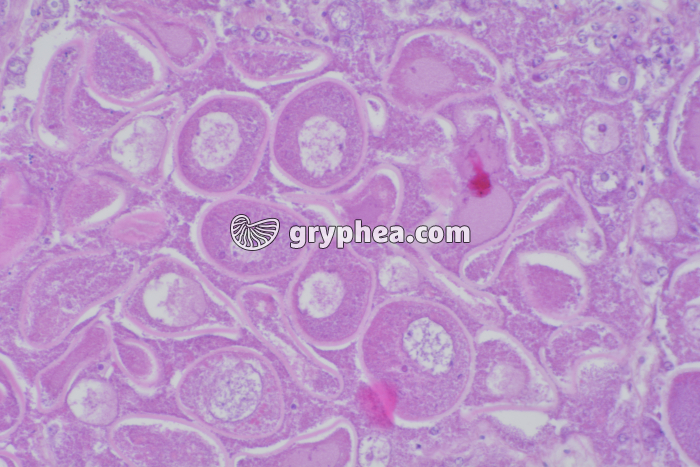 Hermaphrodisme Coquille St-Jacques x100 - gryphea.com